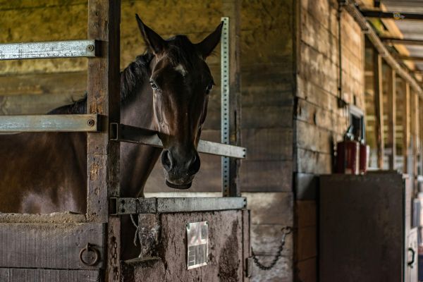 Stables